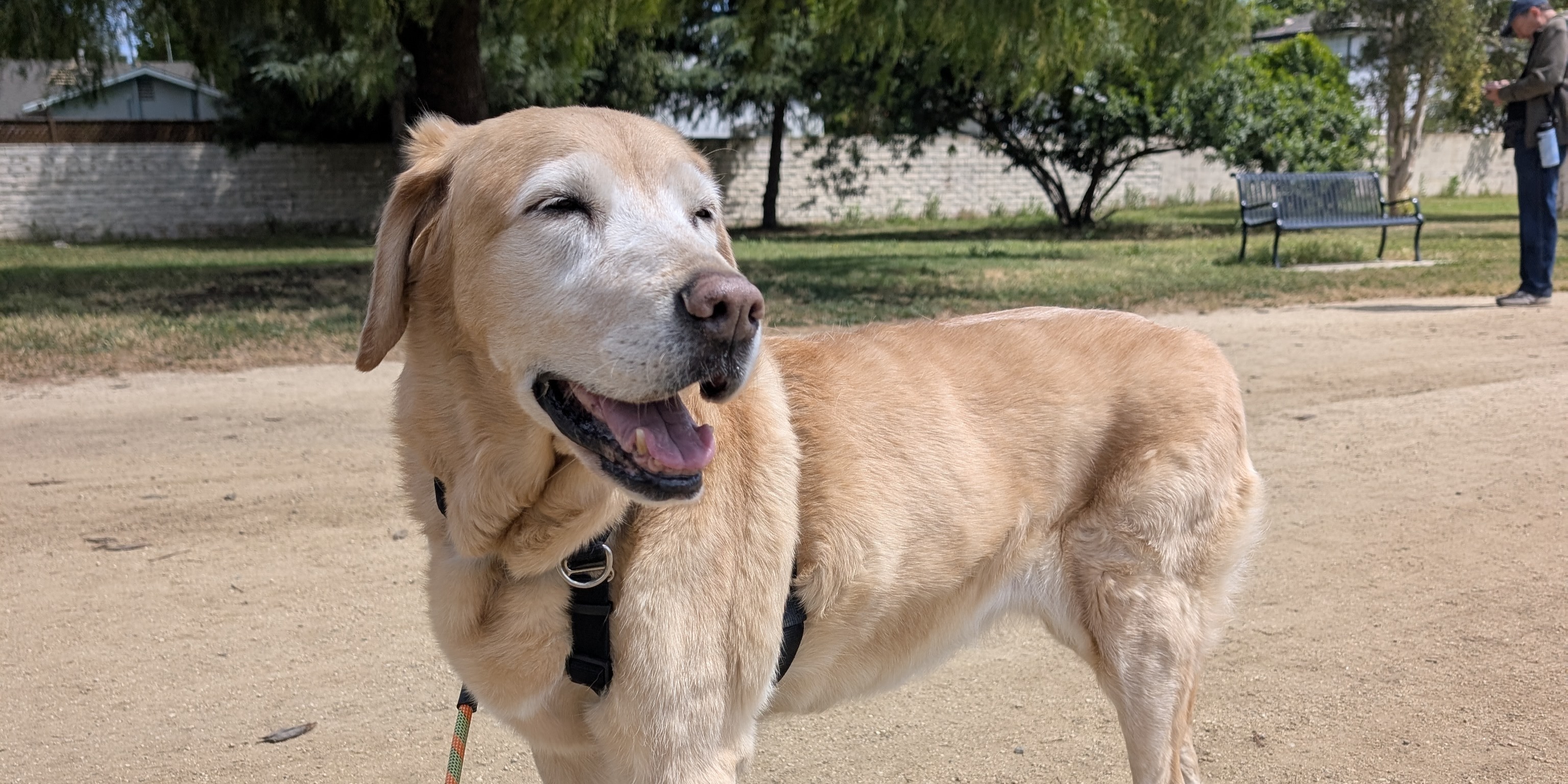 Senior Yellow Lab walking with a blue9 balance harness on a loose leash