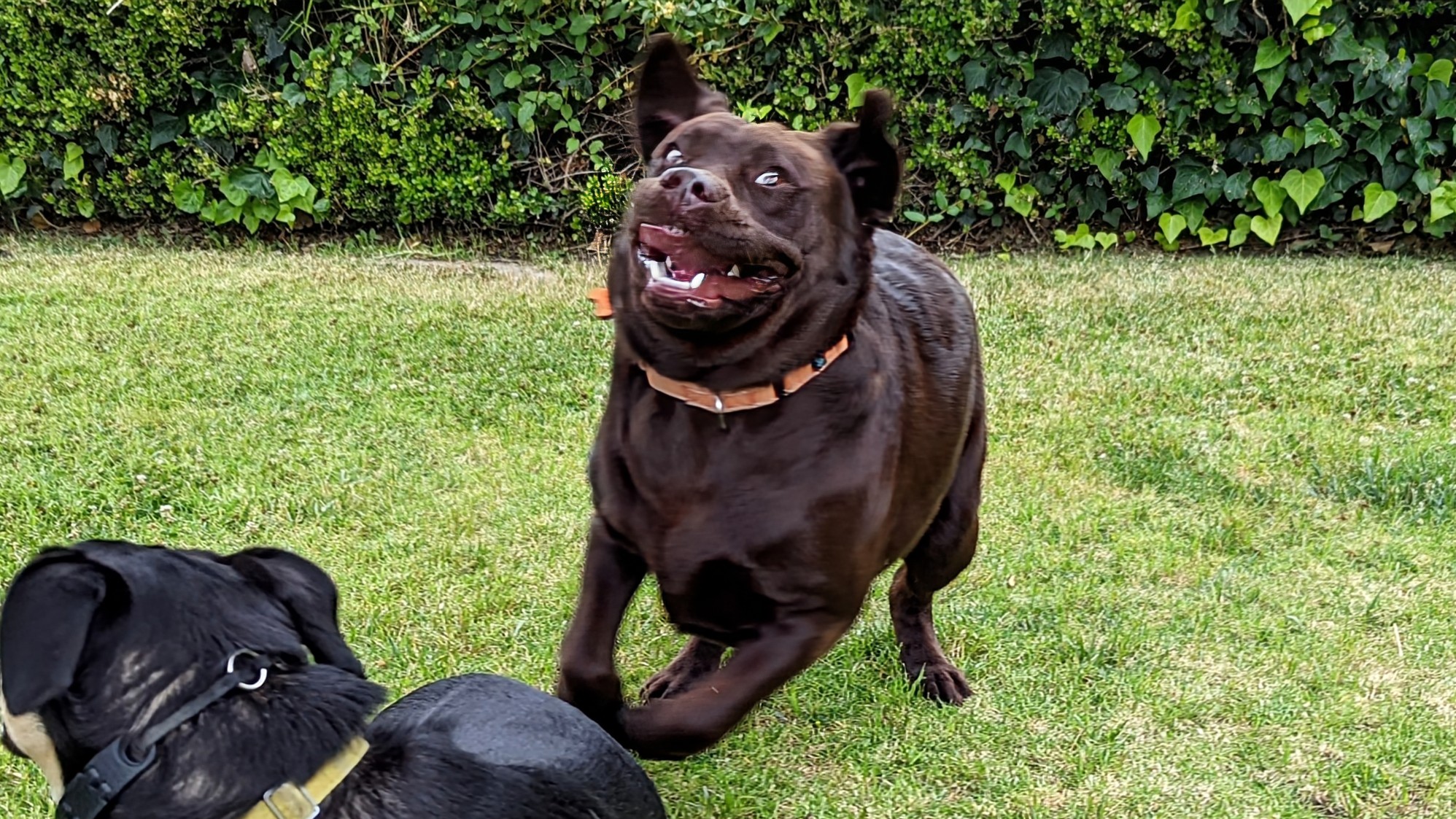 A very excited dog running