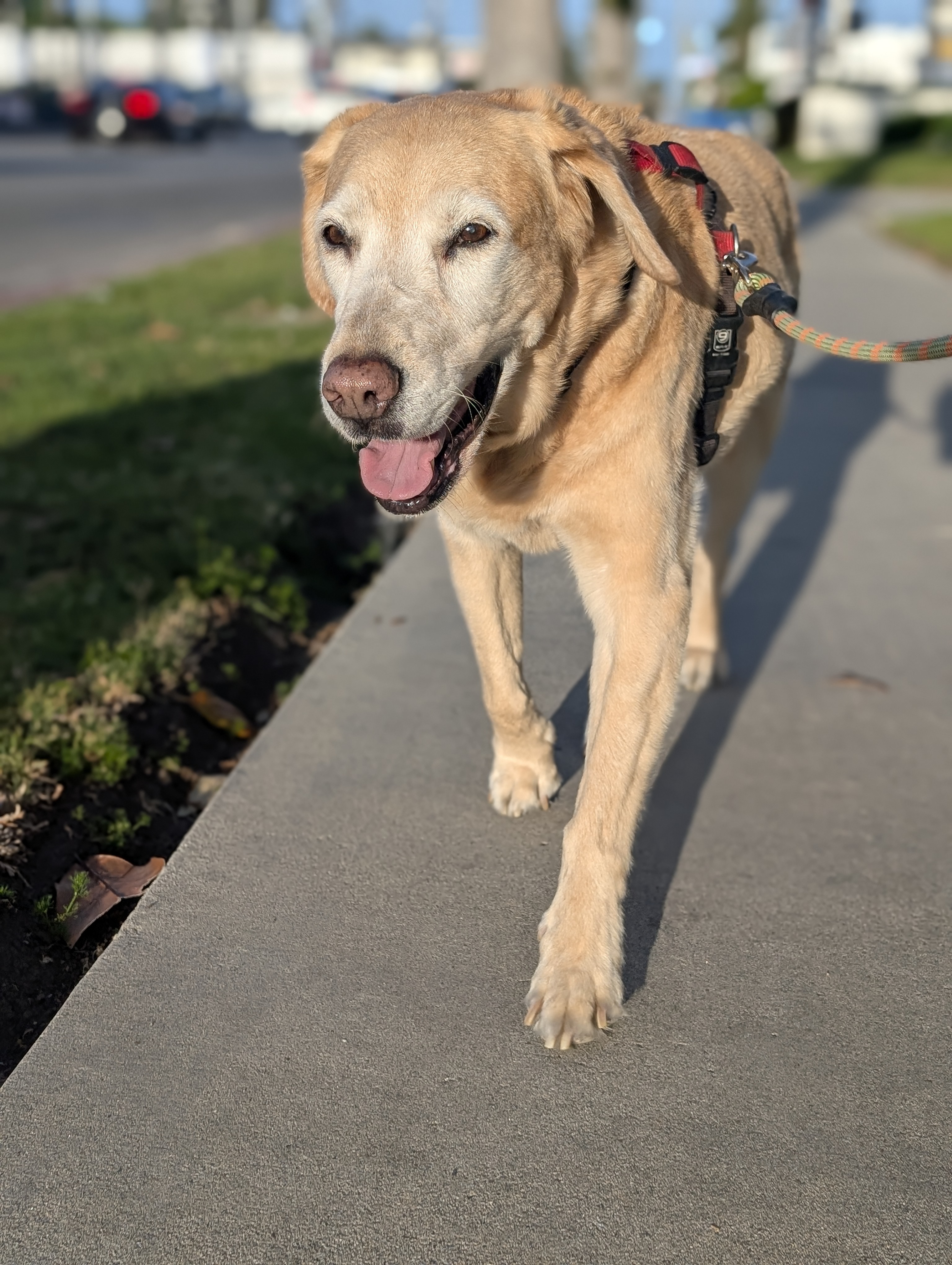 Senior Yellow Lab walking with a blue9 balance harness on a loose leash