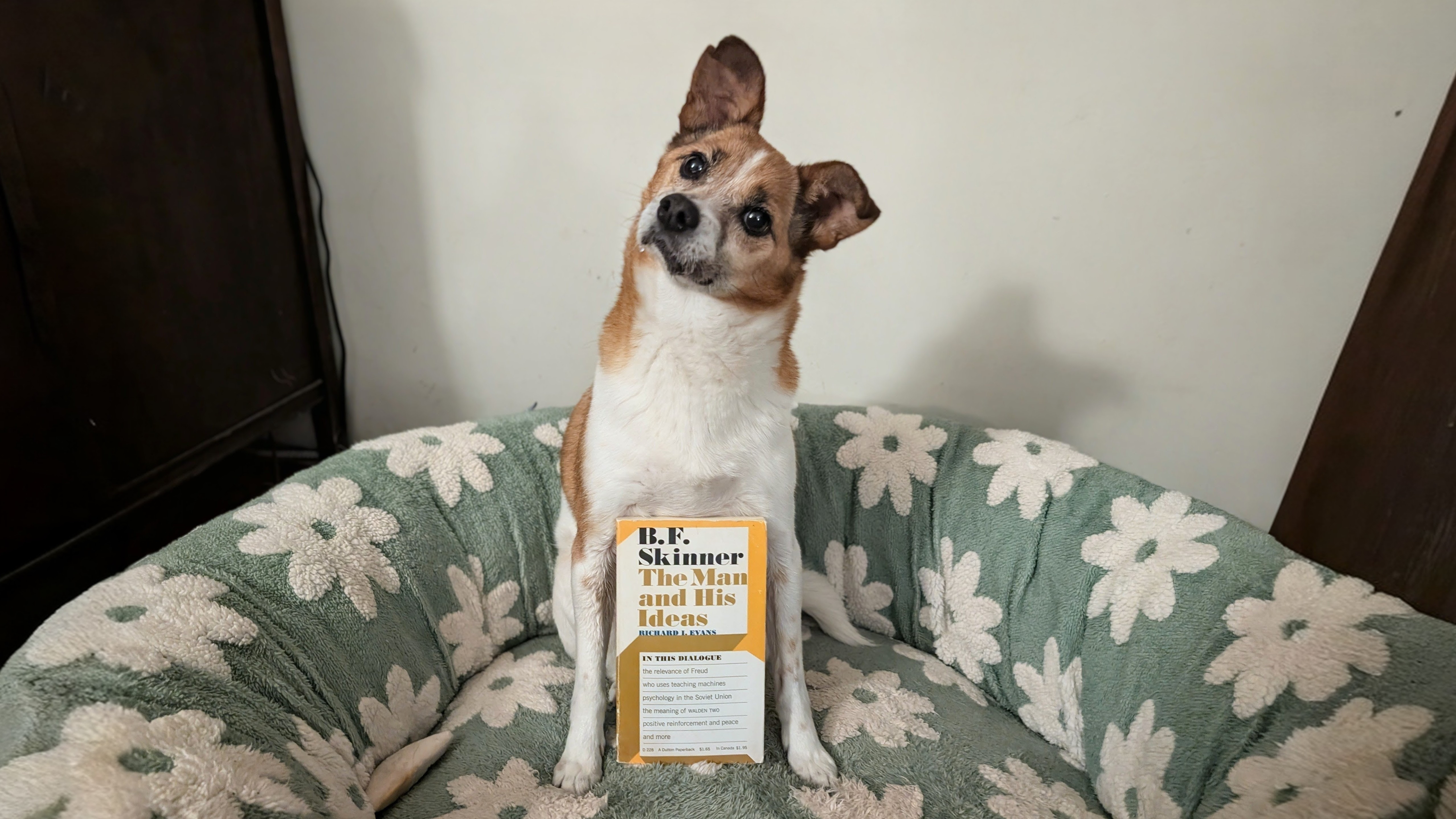 Dawson the dog sitting on a large dog bed with the book “BF Skinner: The Man and His Ideas”, by Richard I. Evans